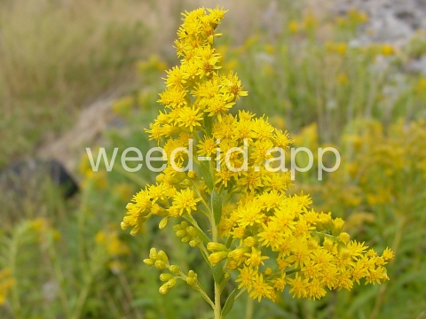 goldenrod, Canada